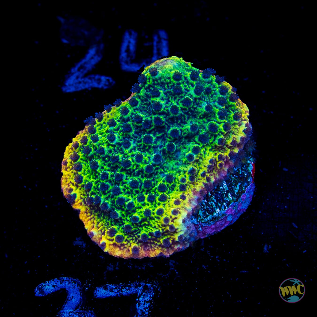Slush Puppy Montipora