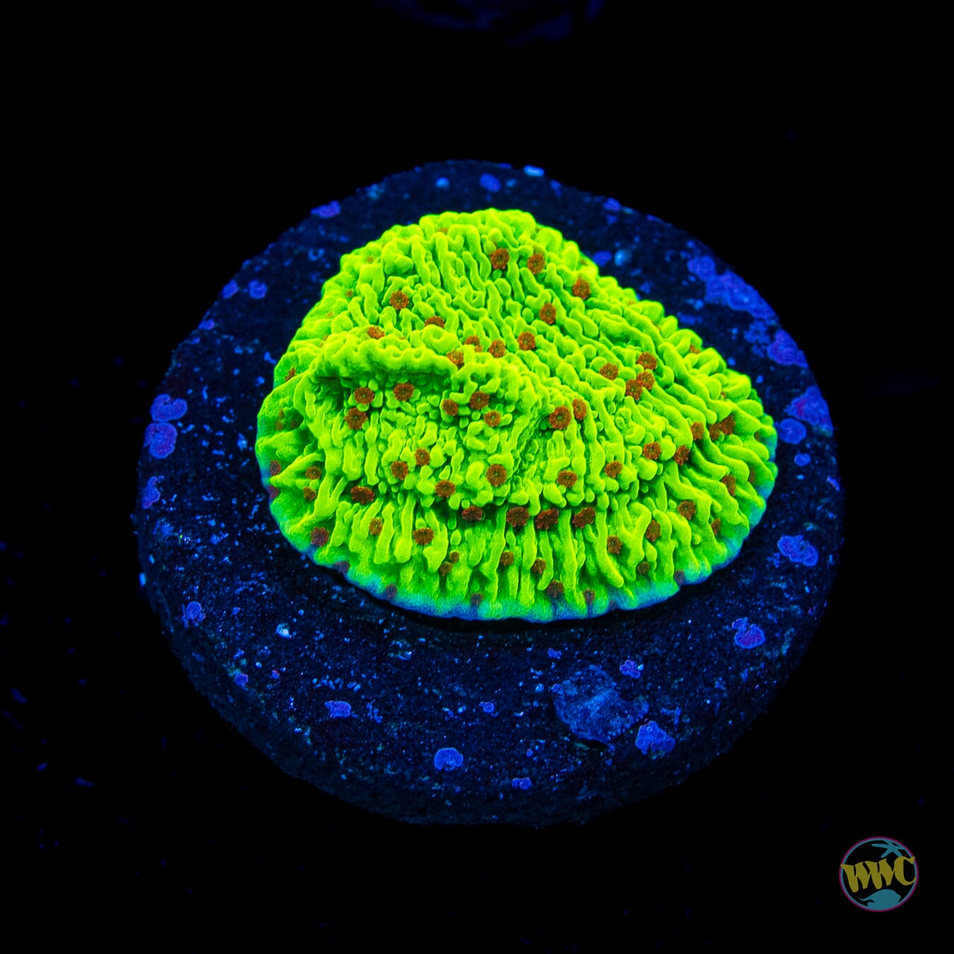 WWC Cousin Eddie's Toxic Montipora