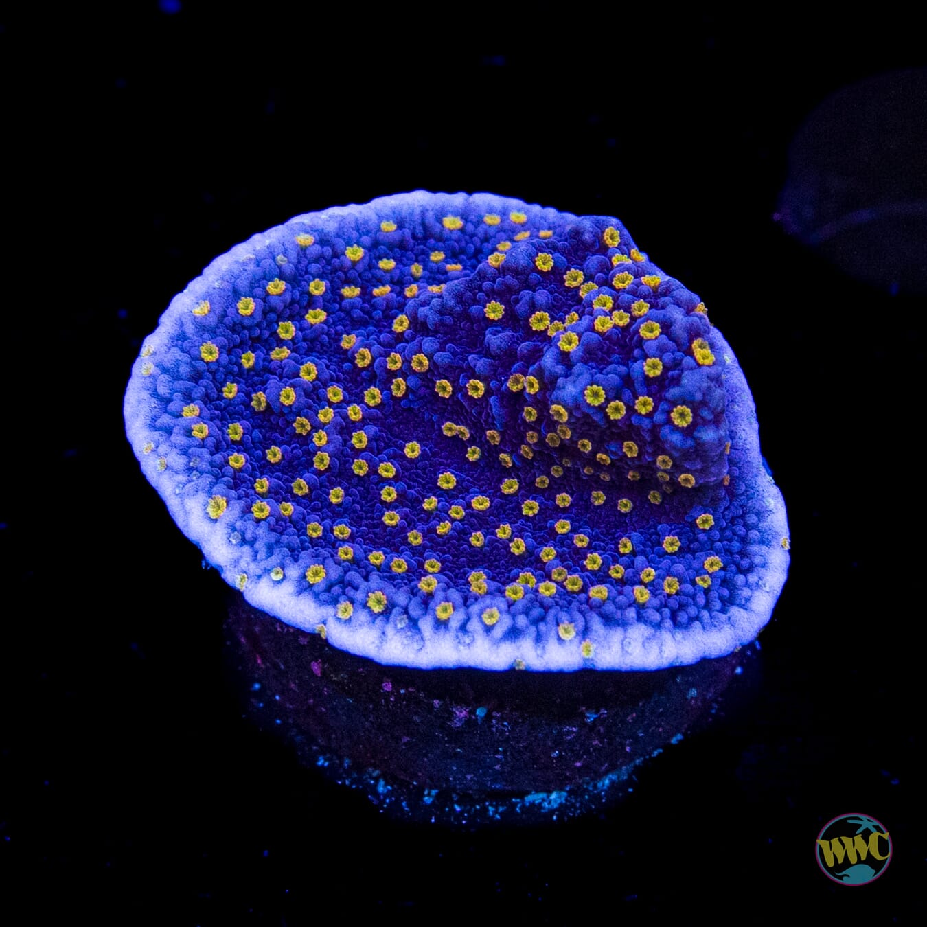 WWC Golden Lantern Montipora