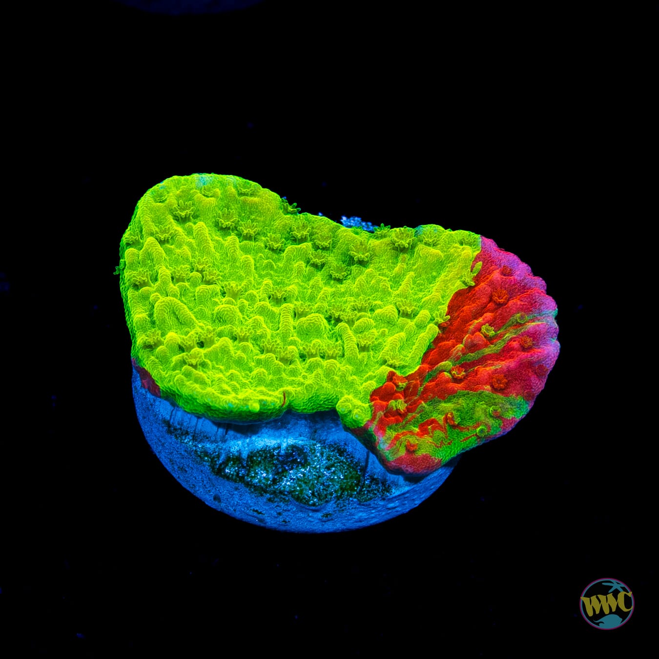 WWC Triple Threat Grafted Montipora