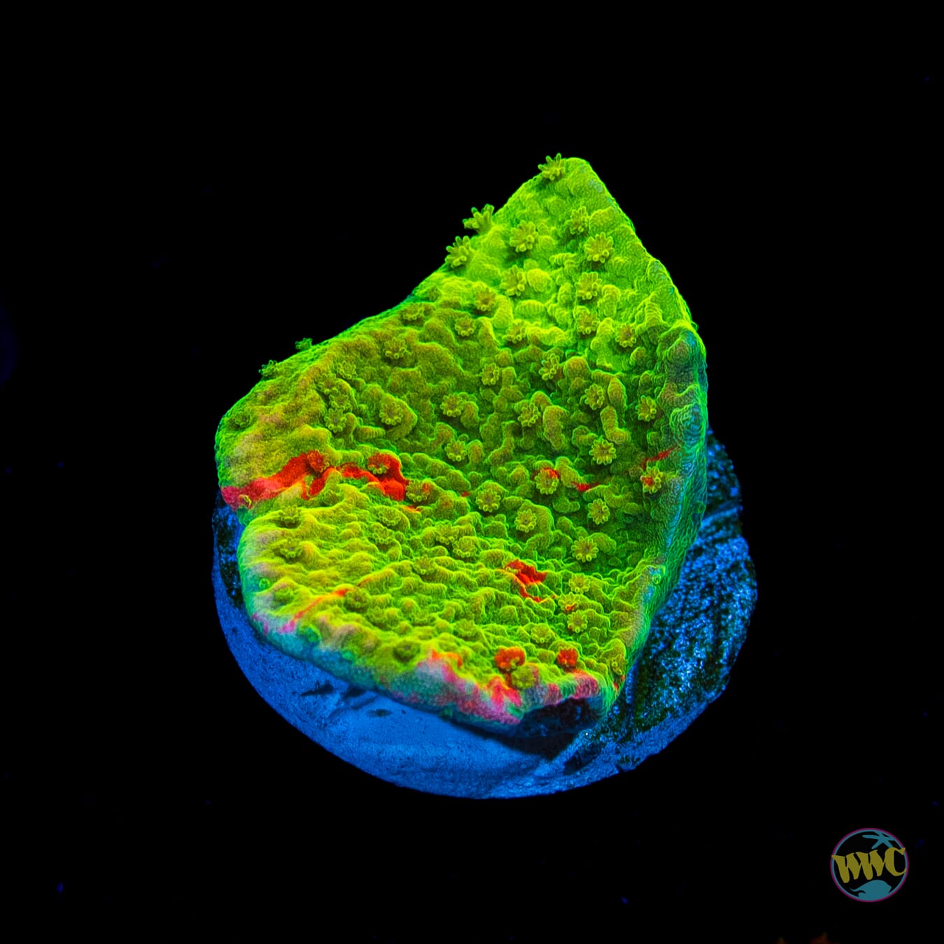 WWC Triple Threat Grafted Montipora