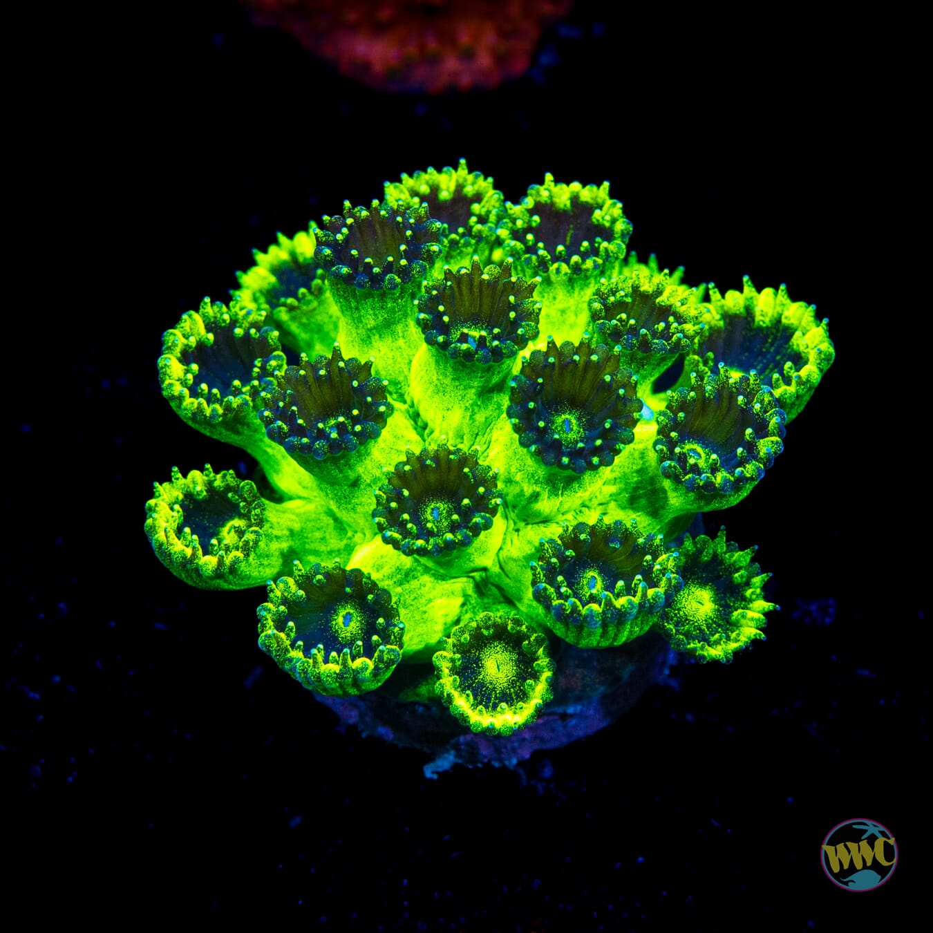 WWC Mint Chip Plesiastrea