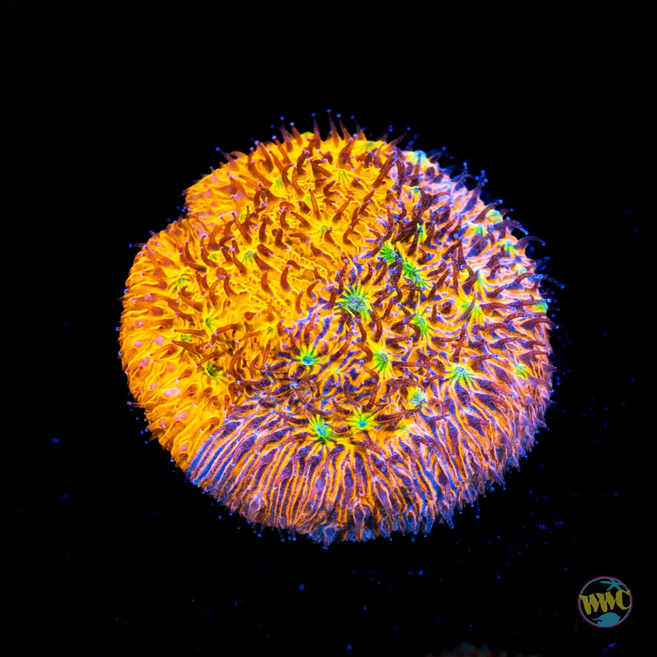 WWC Grafted Cheetah Lithophyllon