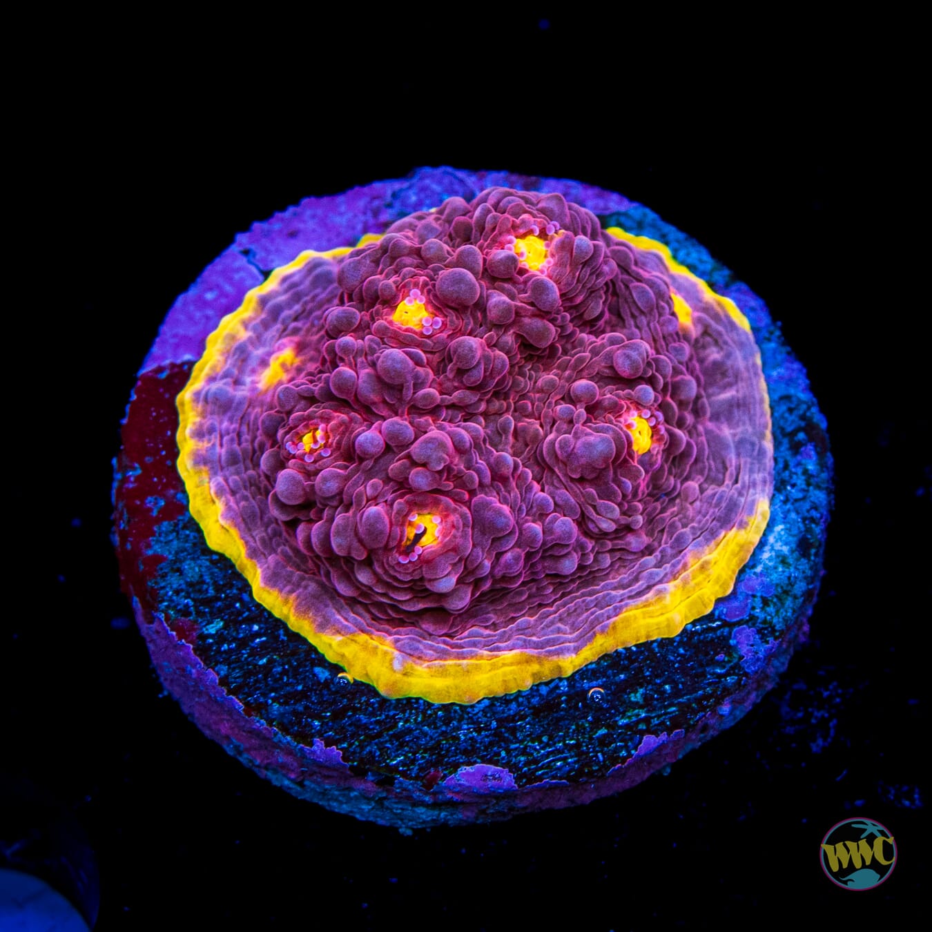 WWC Banana Boom Chalice