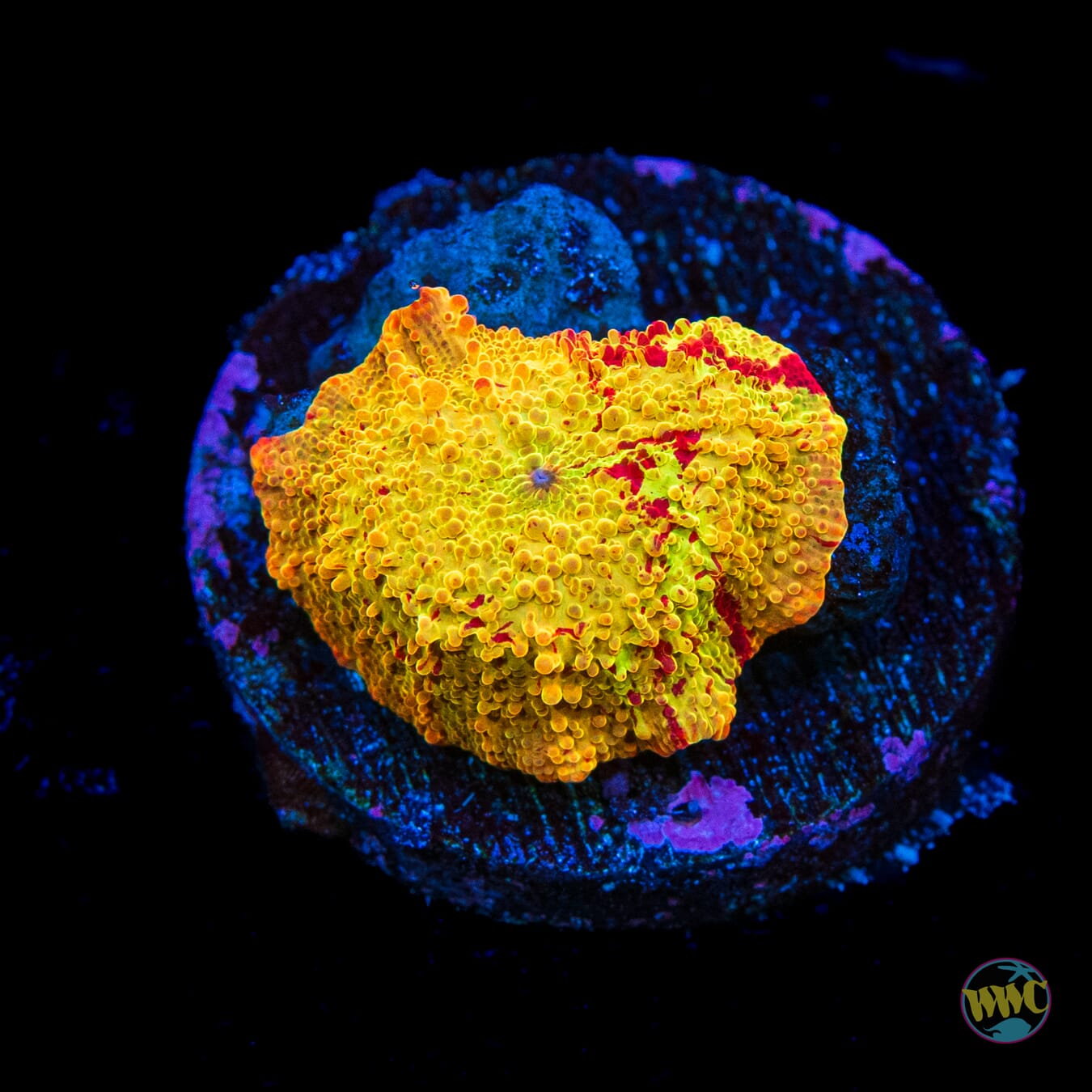 Jaw Breaker Mushroom