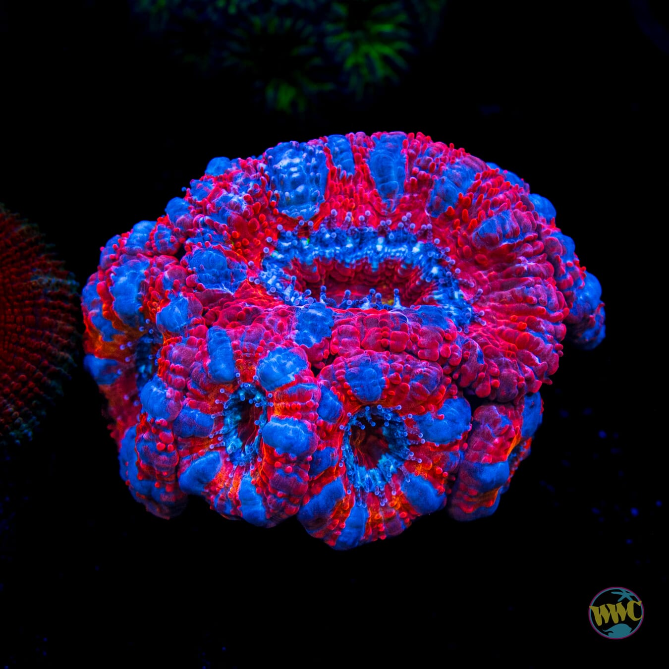 Blue Ribbon Aussie Lord