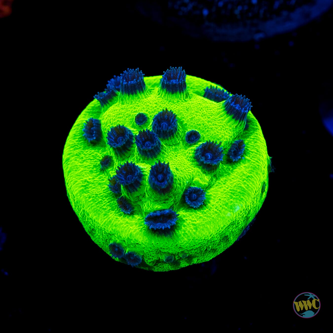 WWC Mardi Gras Cyphastrea