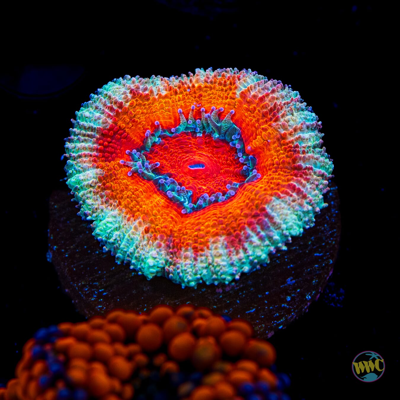 WWC Event Horizon Aussie Lord