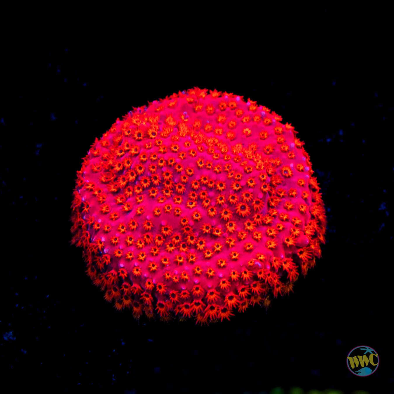 WWC Firecracker Stylocoeniella