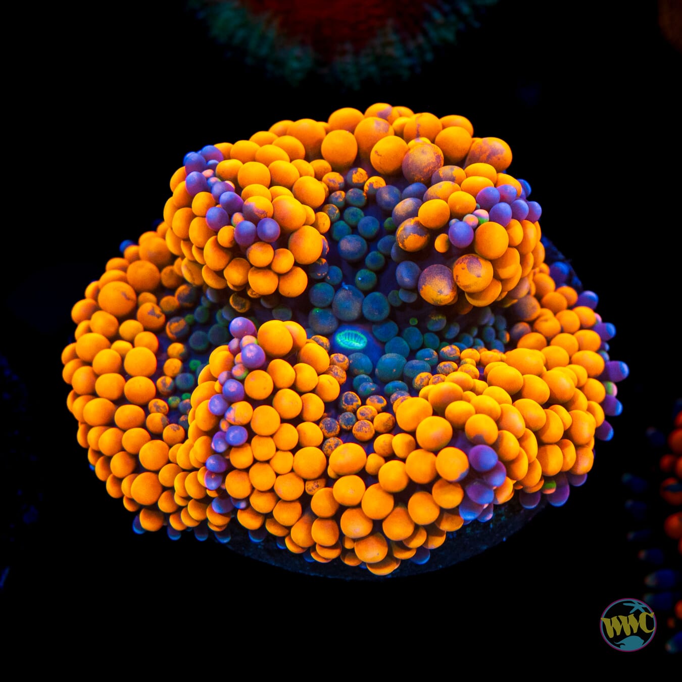 Serendipity Ricordea Mushroom