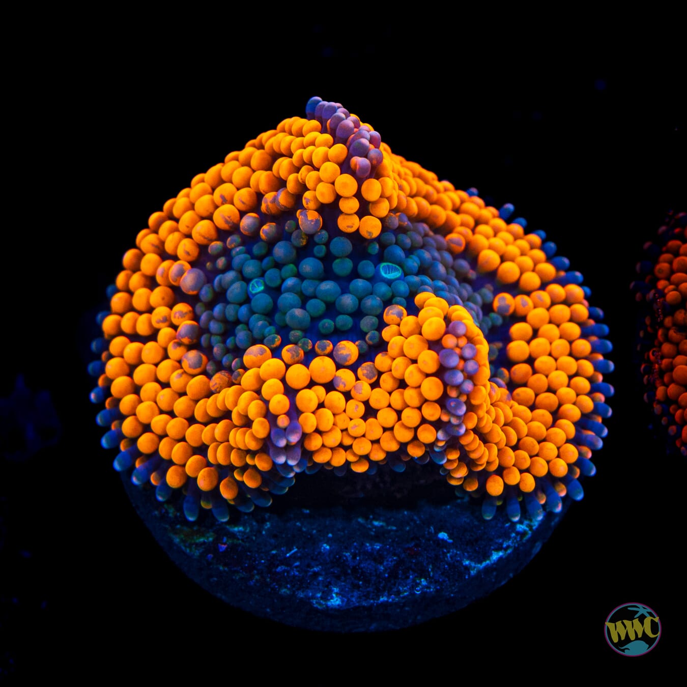 Serendipity Ricordea Mushroom