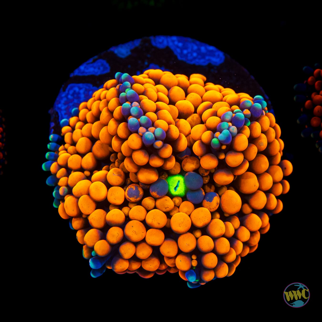 Tangerine Bliss Ricordea Mushroom