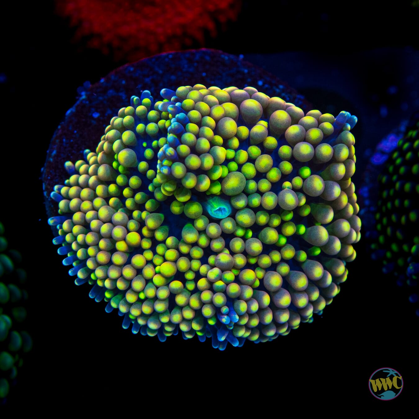 Peachy Keen Ricordea Mushroom