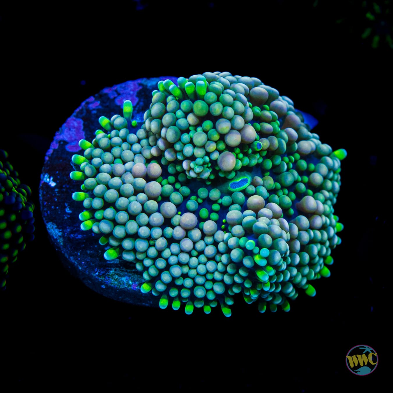 Pinkerton Ricordea Mushroom