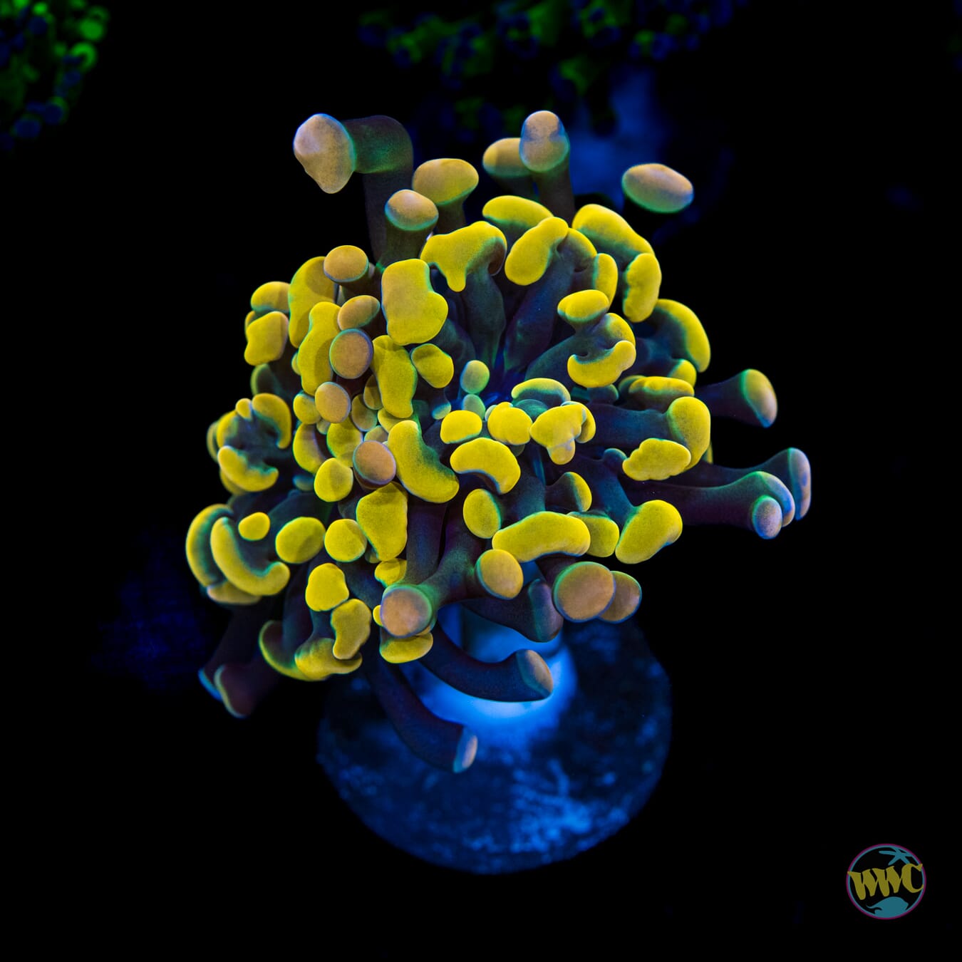 WWC Rainbow Branching Hammer