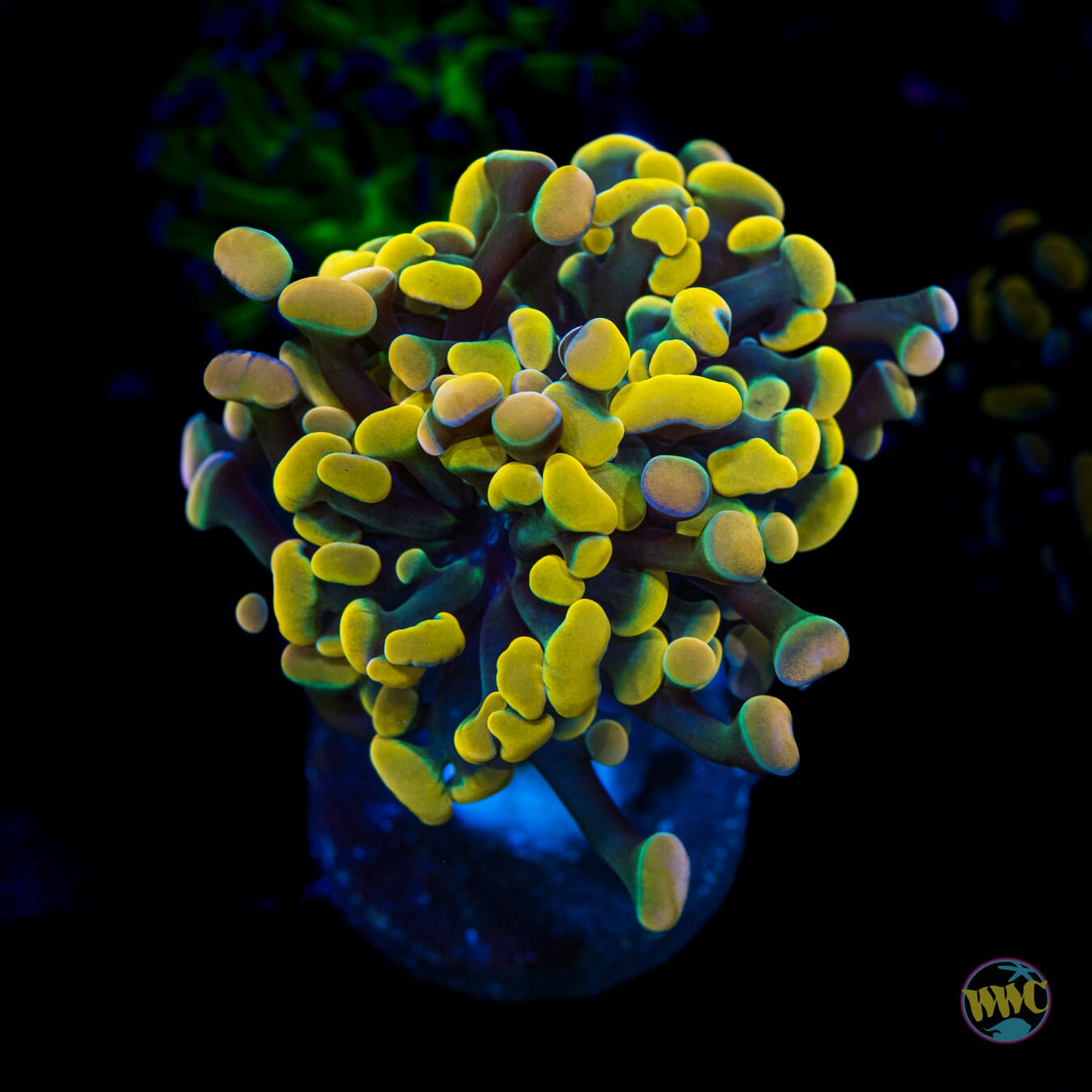 WWC Rainbow Branching Hammer