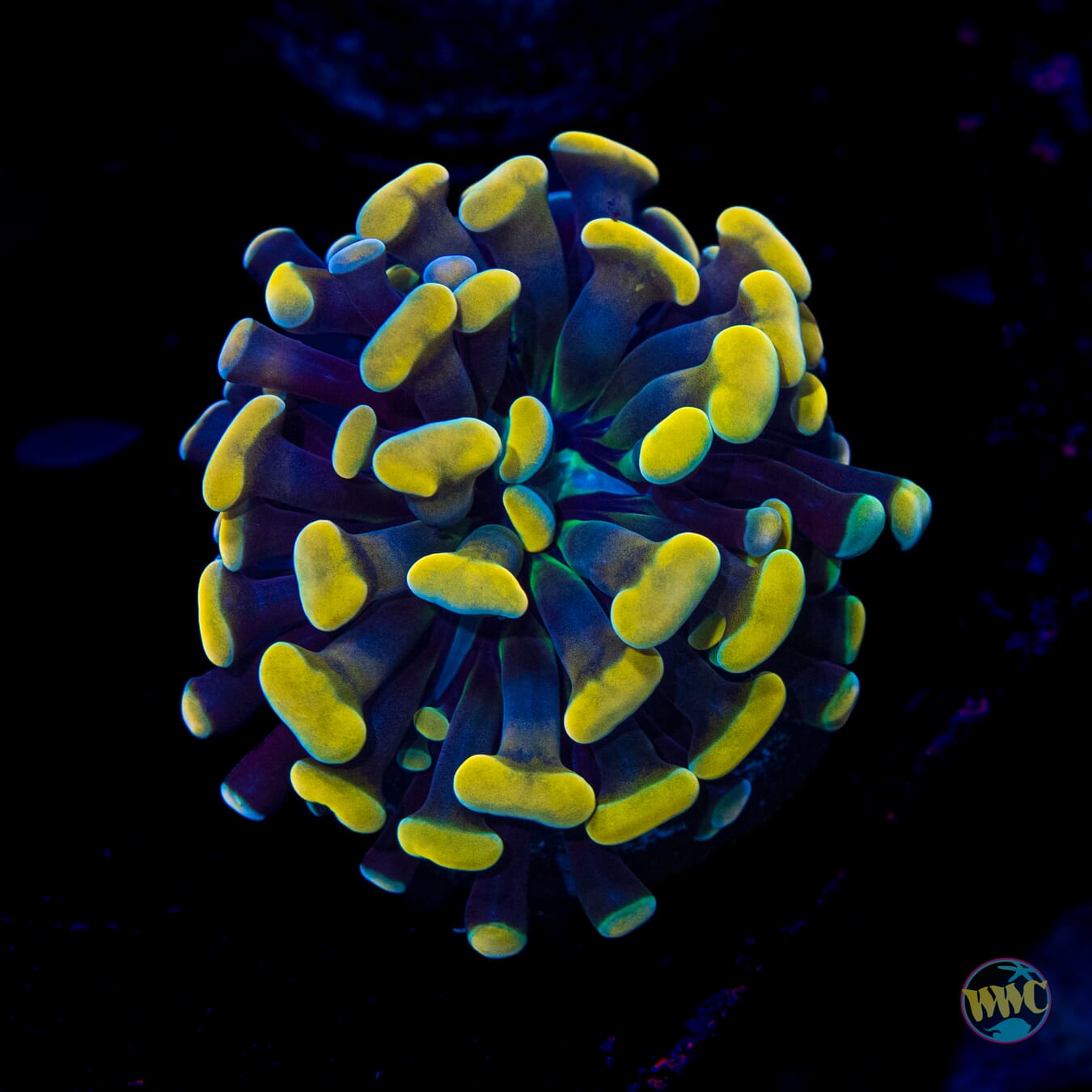 WWC Rainbow Branching Hammer