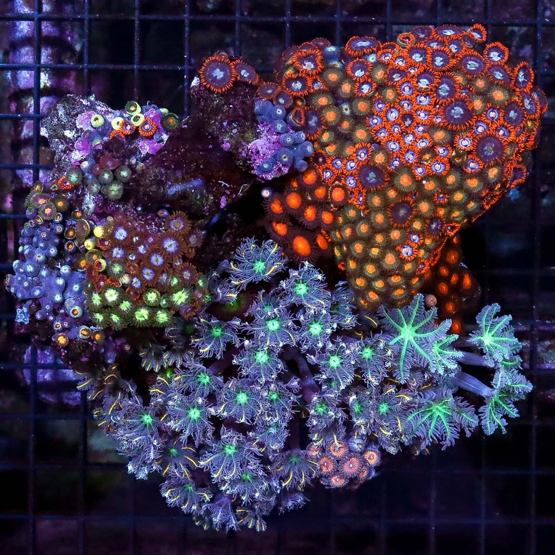 Instant Reef of Cloves and Zoas - Daylight Photo
