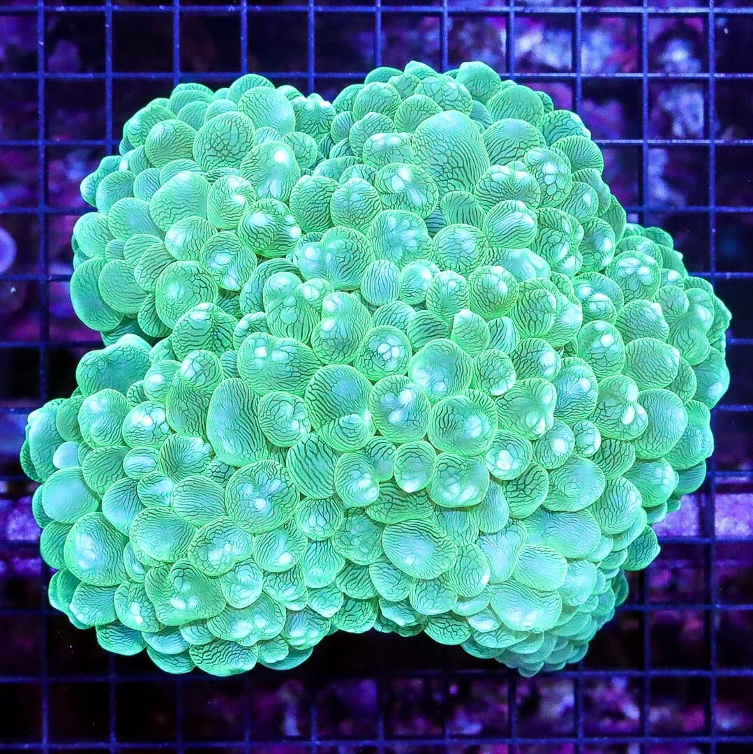 Toxic Snake Skin Bubble Coral - Daylight Photo