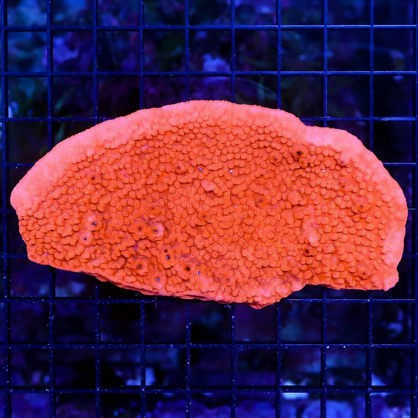 Atomic Red Undata Montipora - Daylight Photo