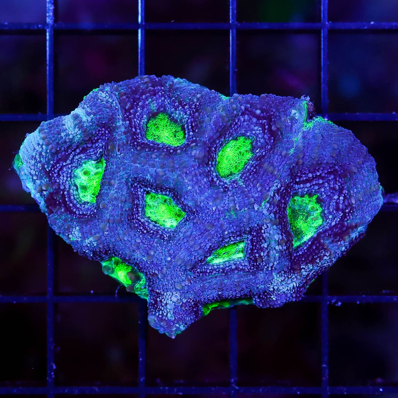 NEON ACAN BOWERBANKI - Daylight Photo