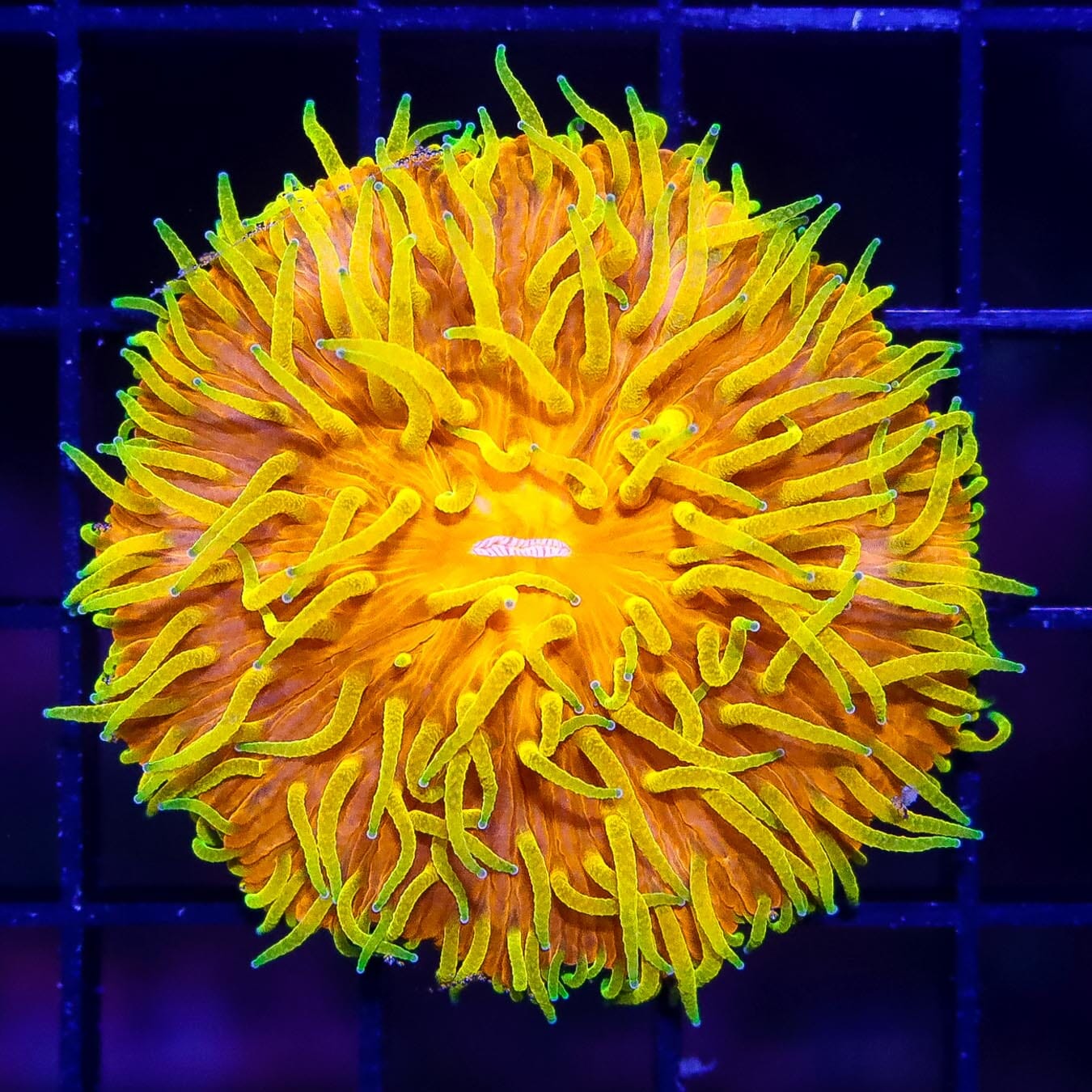 Blazing Sun Plate Coral - Daylight Photo