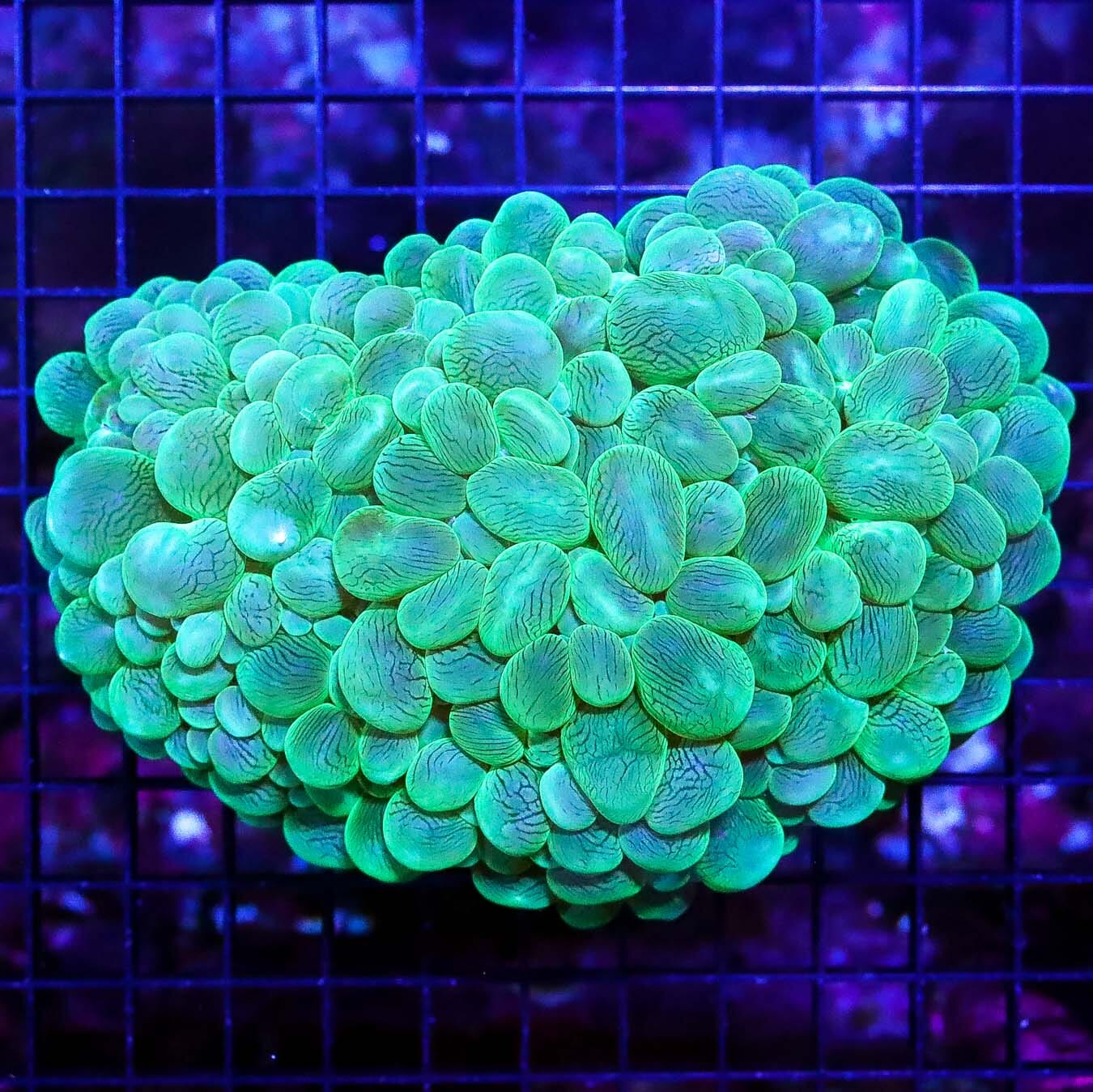 Neon Snakeskin Bubble Coral - Daylight Photo