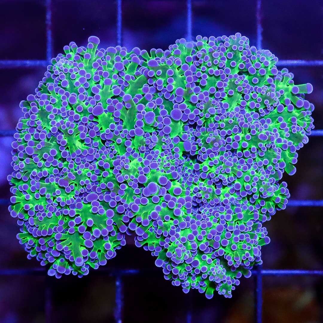 Sparkling Purple and Neon Wall Frogspawn Coral - Daylight Photo