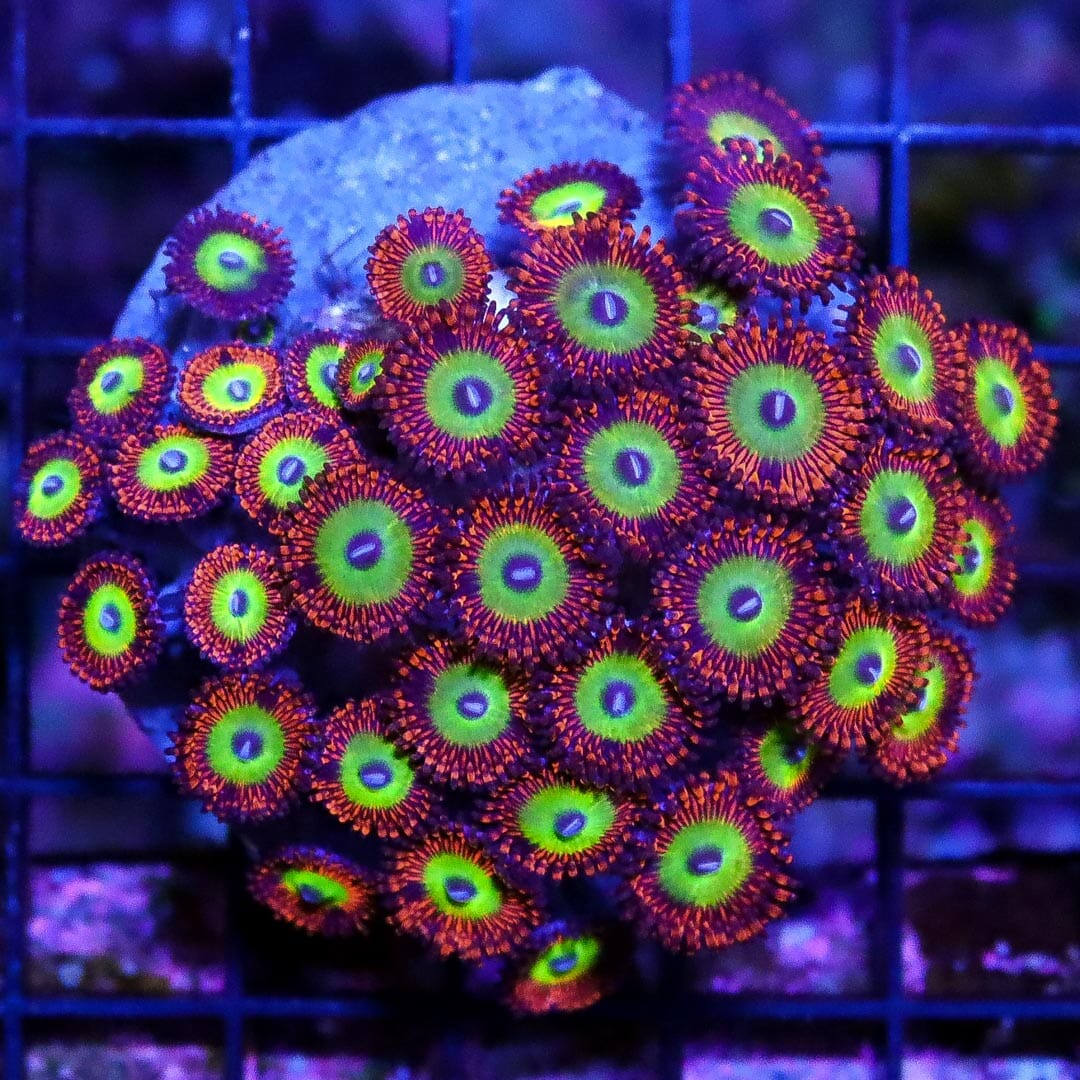 Maricultured Candy Apple Red Zoanthids Coral - Daylight Photo