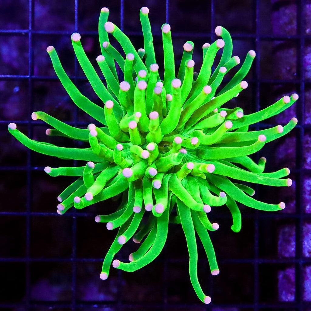 Malaysian Pink Tipped Cotton Candy Torch Coral