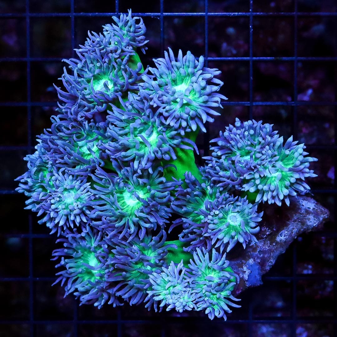 Neon Branching Duncan Coral - Daylight Photo