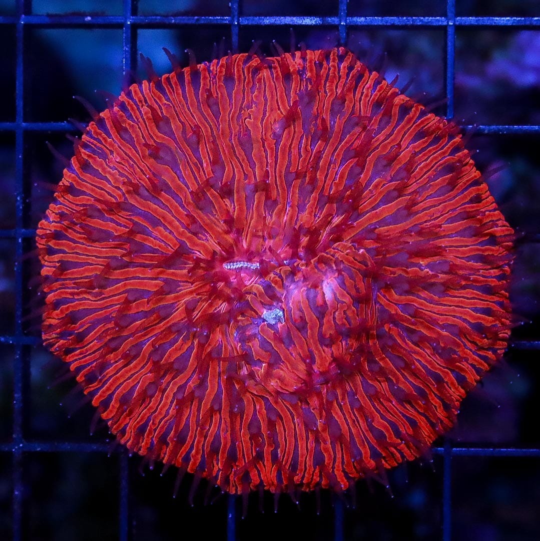 Ball of Fire Fungia Plate Coral - Daylight Photo