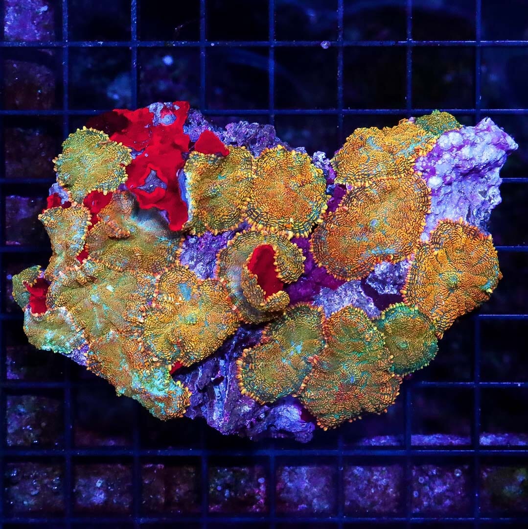 Orange Sherbert Rhodactis Mushroom Coral - Daylight Photo