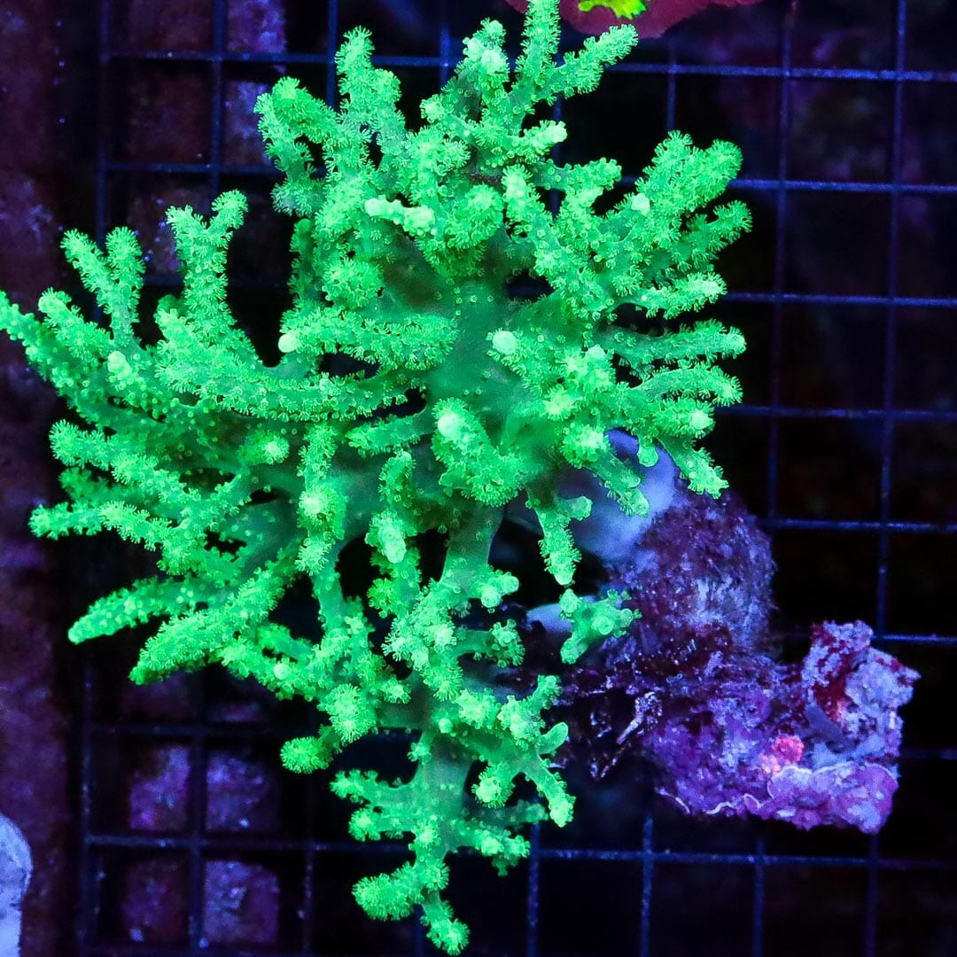 Aussie Neon Spaghetti Leather Coral - Daylight Photo