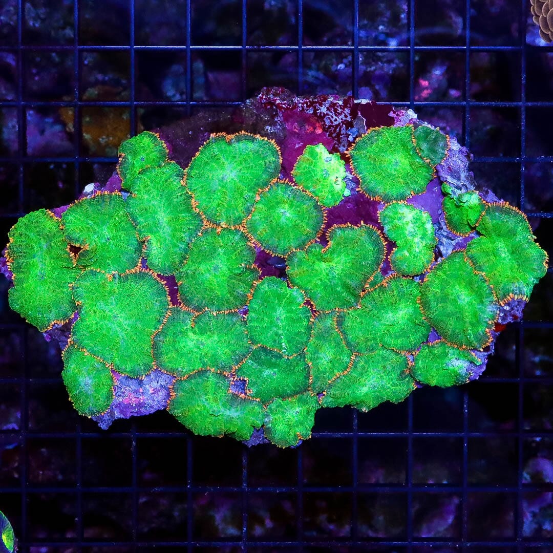 LG Duke Nukem Rhodactis Mushroom Coral - Daylight Photo