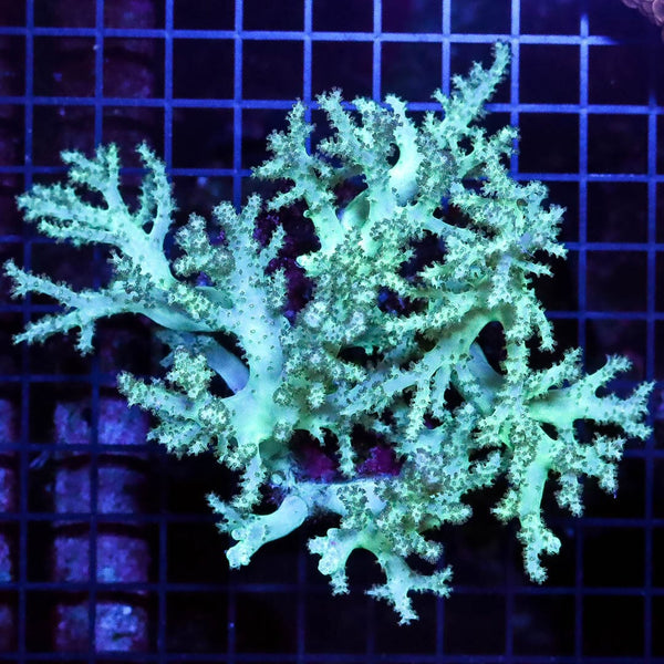 Coral Colonies for Sale - World Wide Corals