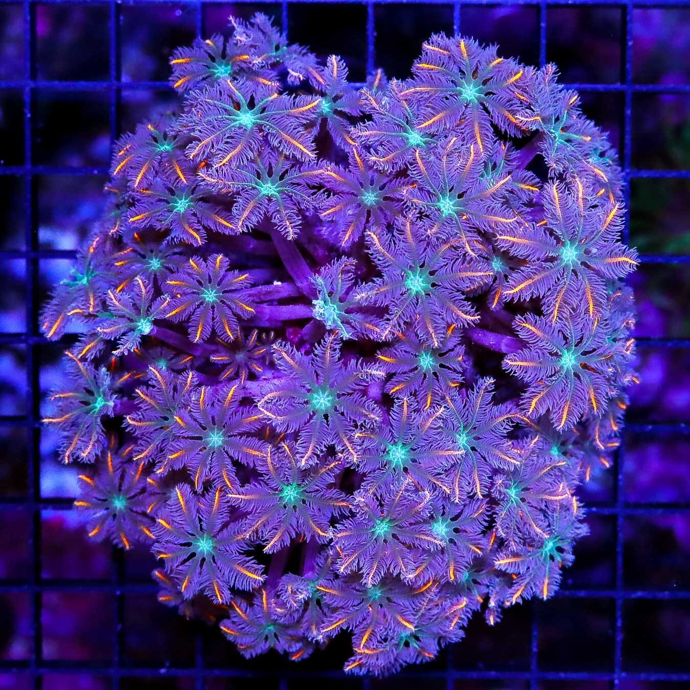 Orange Tipped Clove Polyps - Daylight Photo