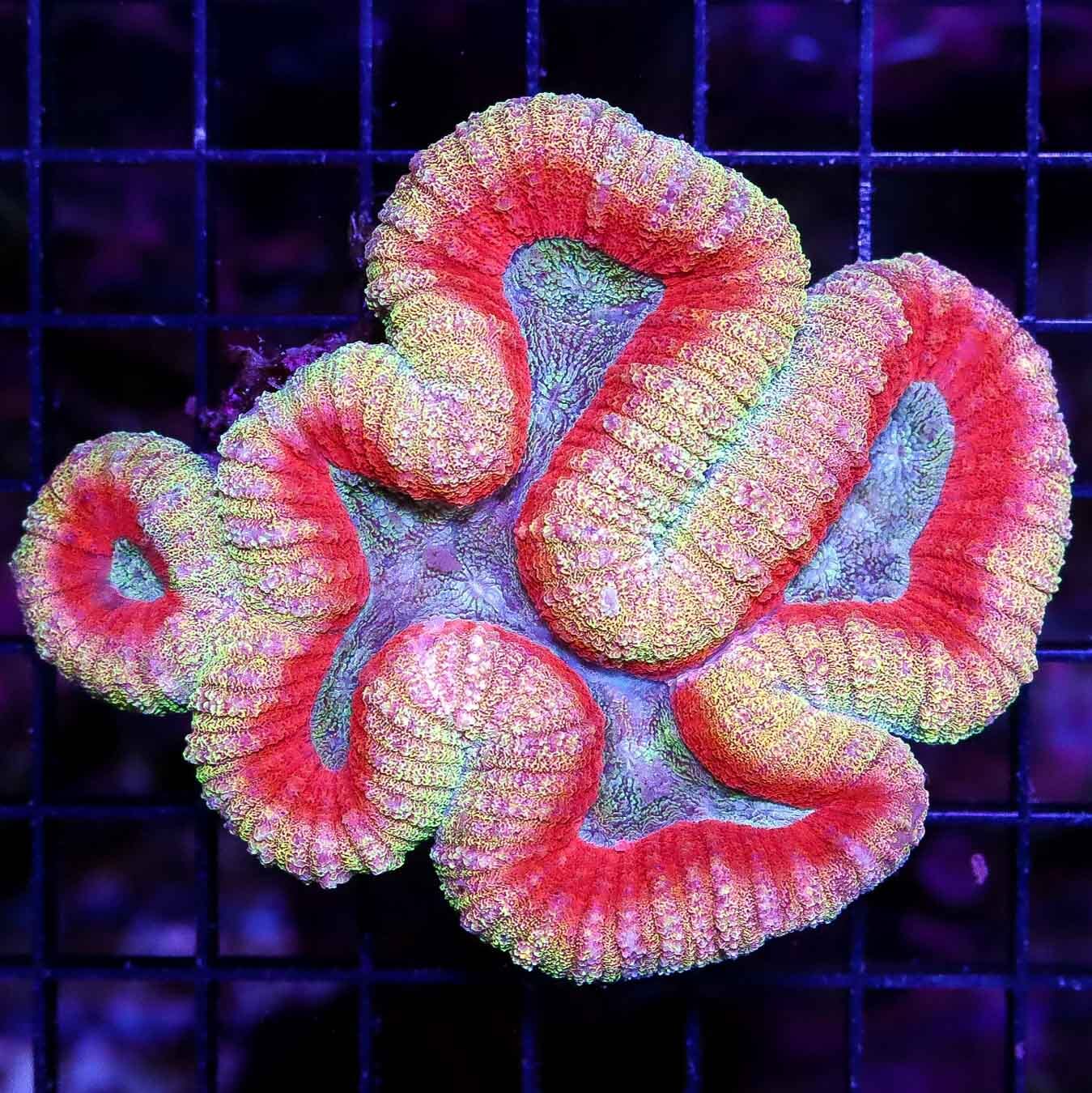 Lemon Cherry Lobophyllia - Daylight Photo