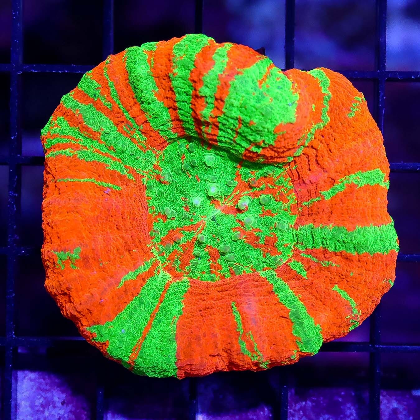 Candy Corn Scolymia - Daylight Photo