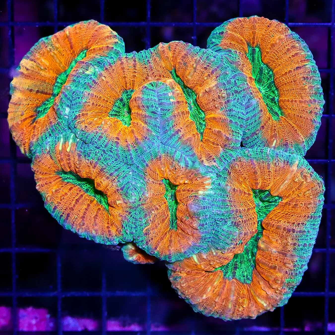 Orange Grove Lobophyllia - Daylight Photo