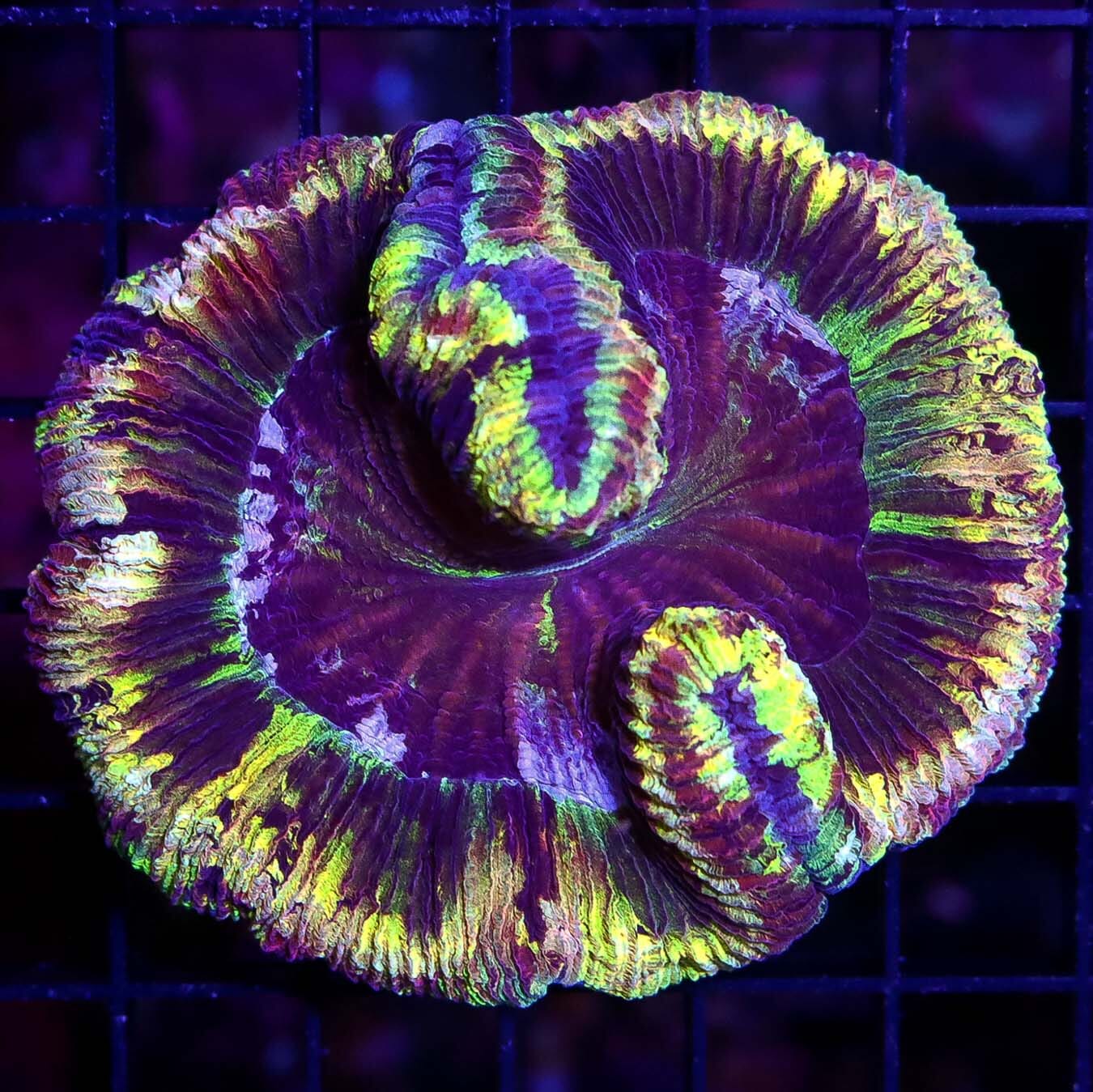 Wolverine Trachyphyllia - Daylight Photo