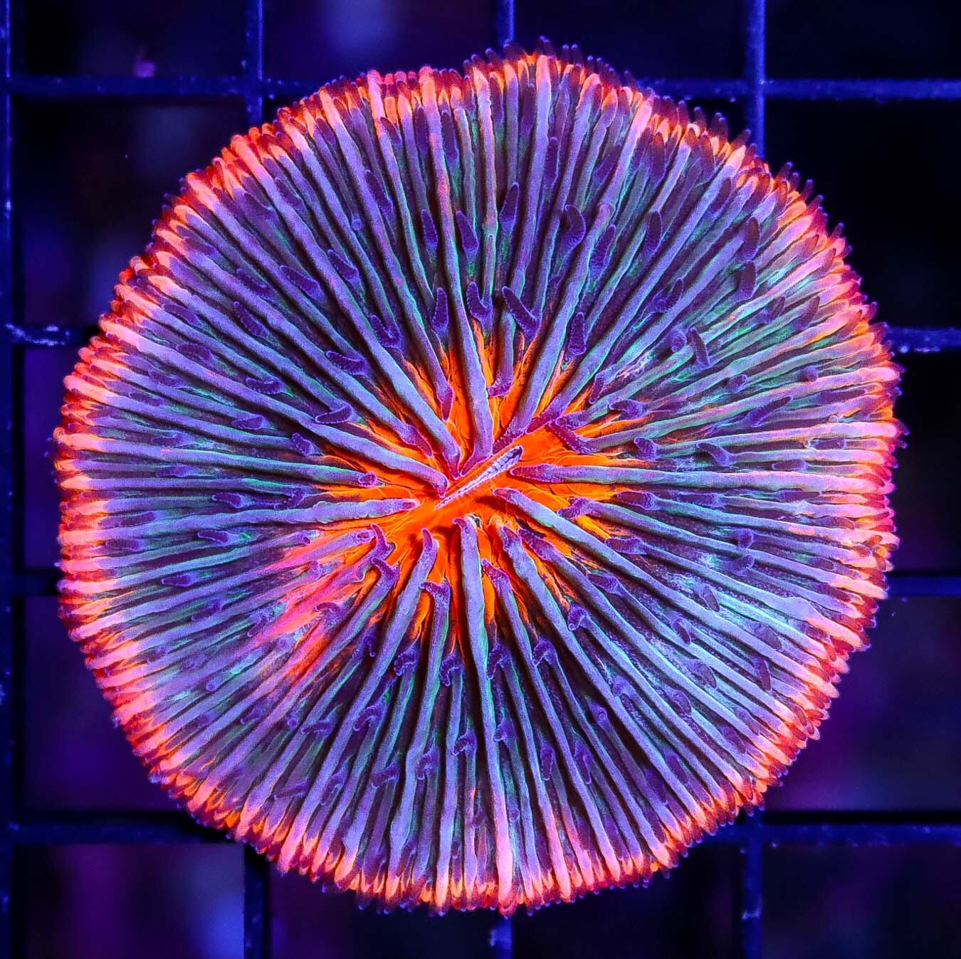 Flaming Plate Coral - Daylight Photo