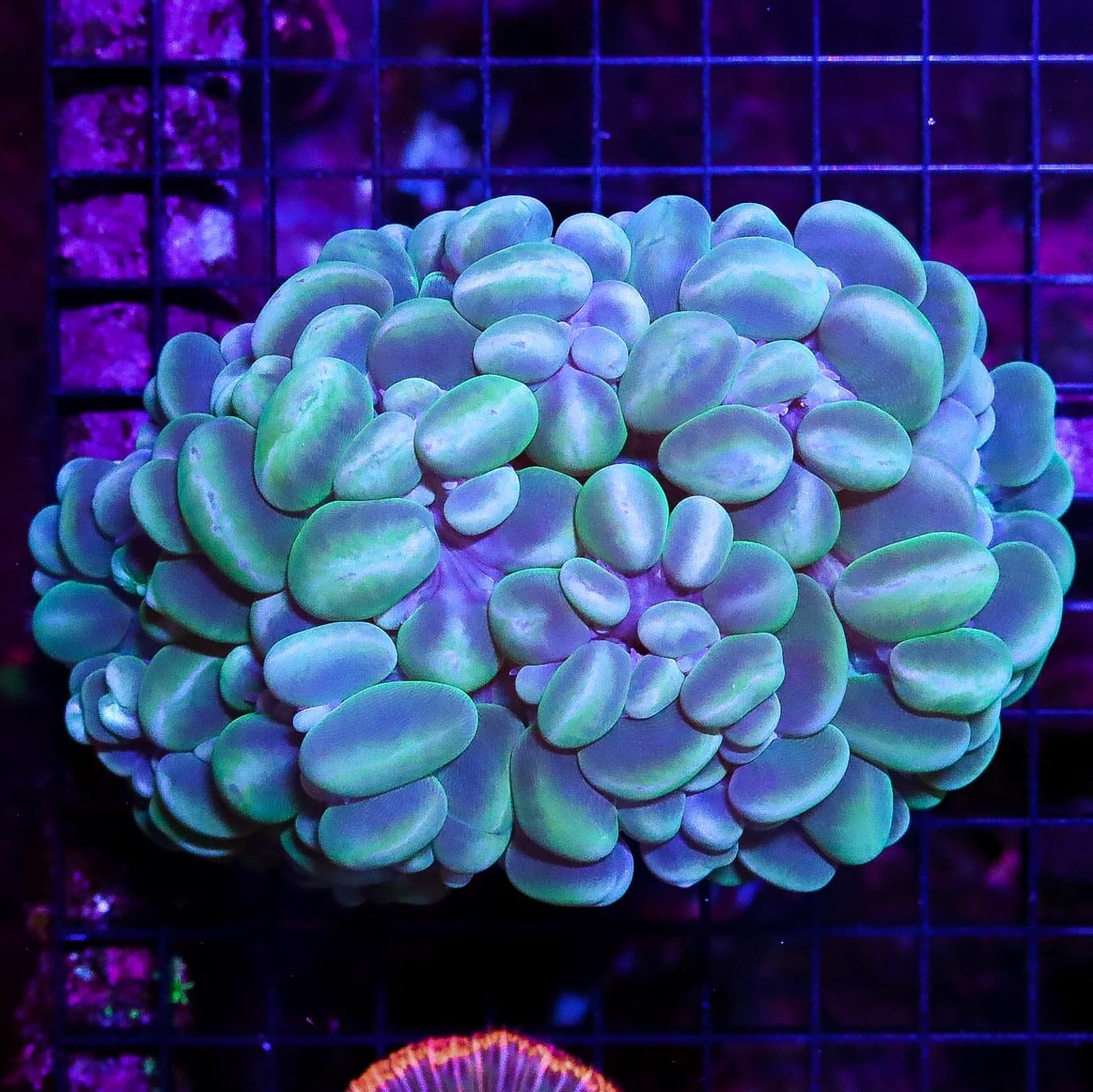 Lavender and Lime Bubble Coral - Daylight Photo