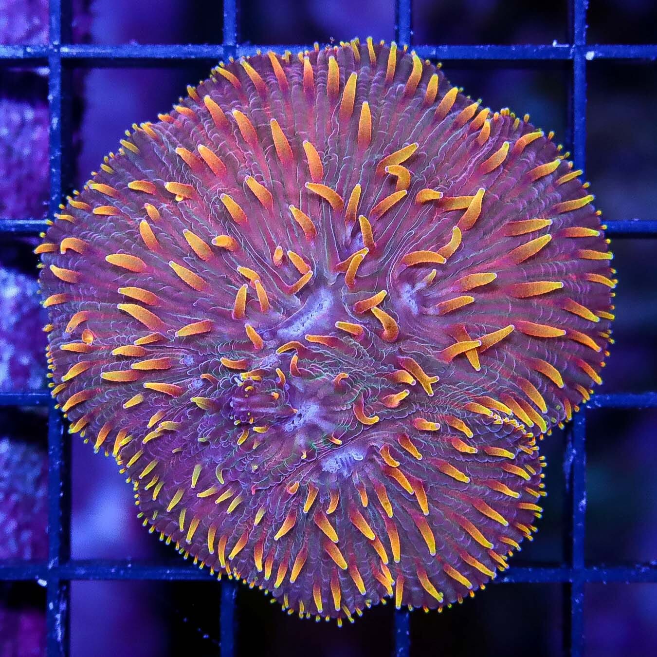 Bonfire Plate Coral - Daylight Photo