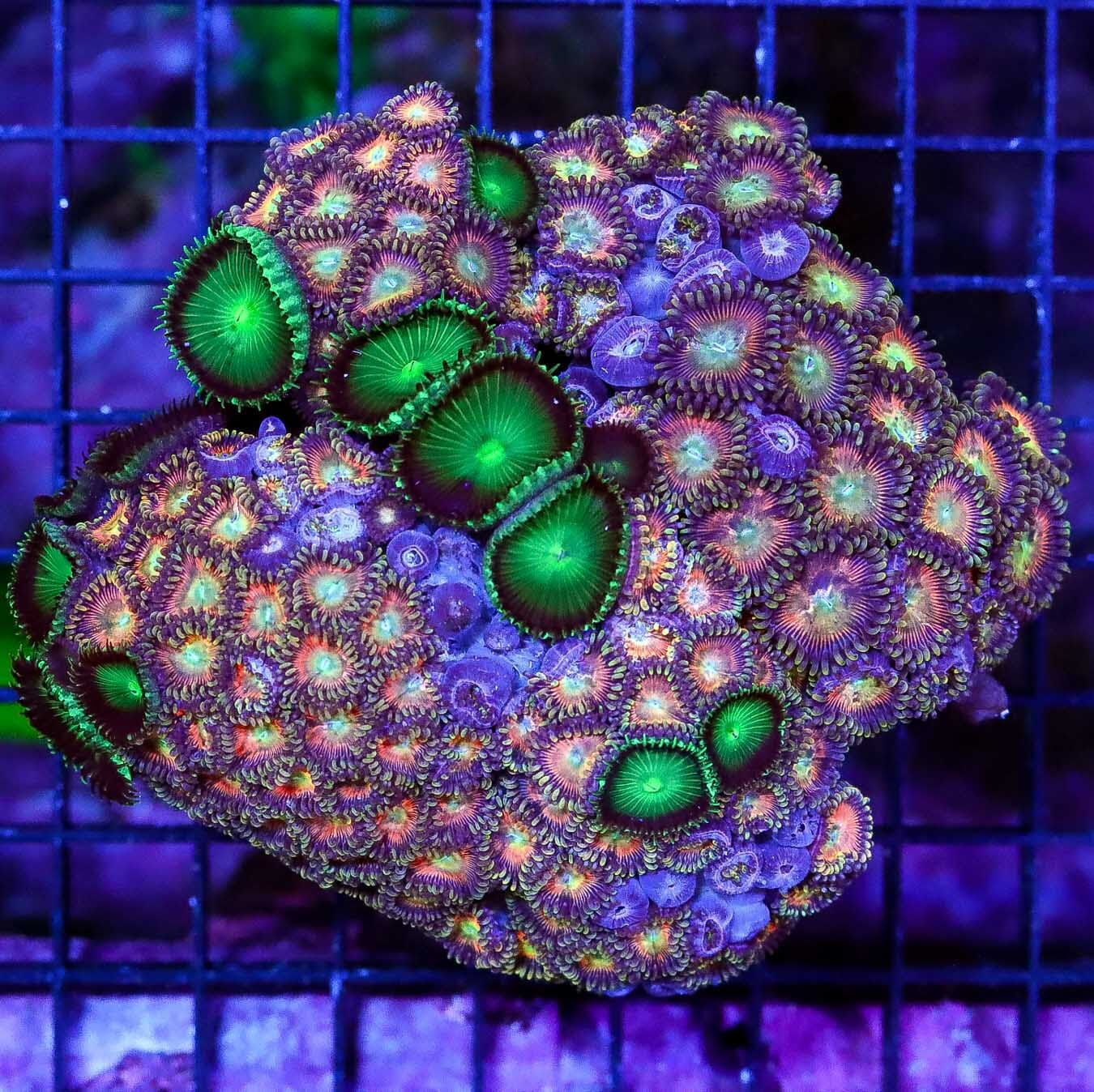 Orange Halo Zoanthids and Neon Palythoa Combo - Daylight Photo