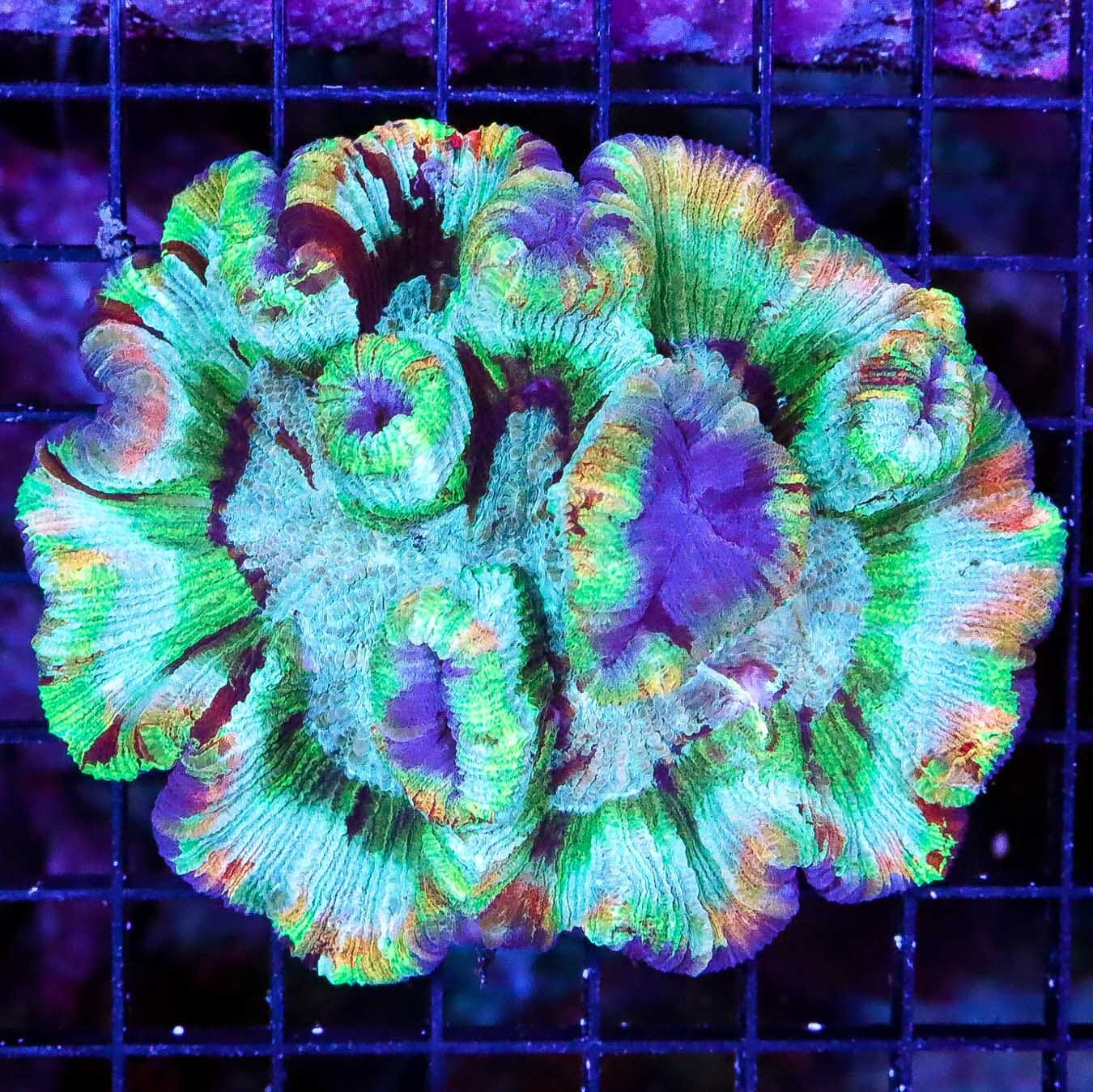 Rainbow Rim Trachyphyllia - Daylight Photo