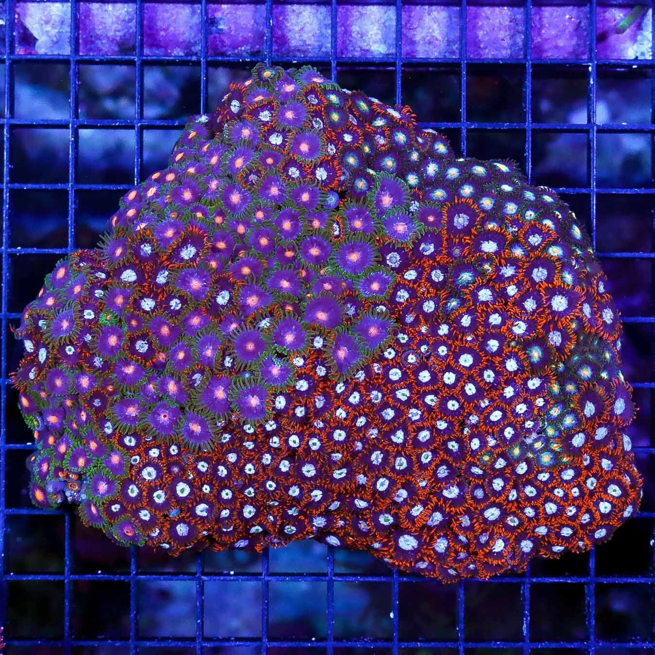 Killer Zoanthids Combo - Daylight Photo