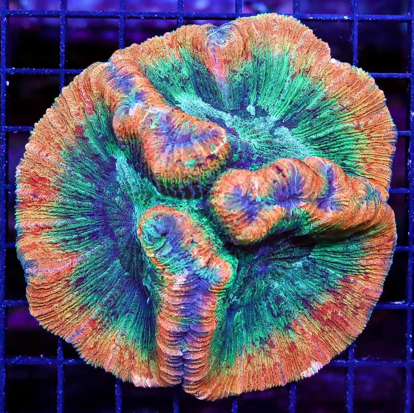 Tropical Burst Trachyphyllia - Daylight Photo