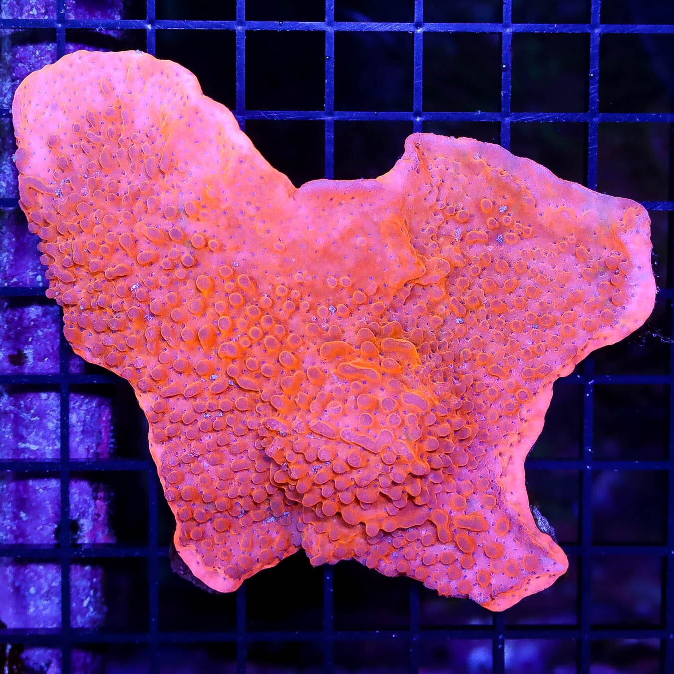 Spicy Orange Montipora Danae - Daylight Photo