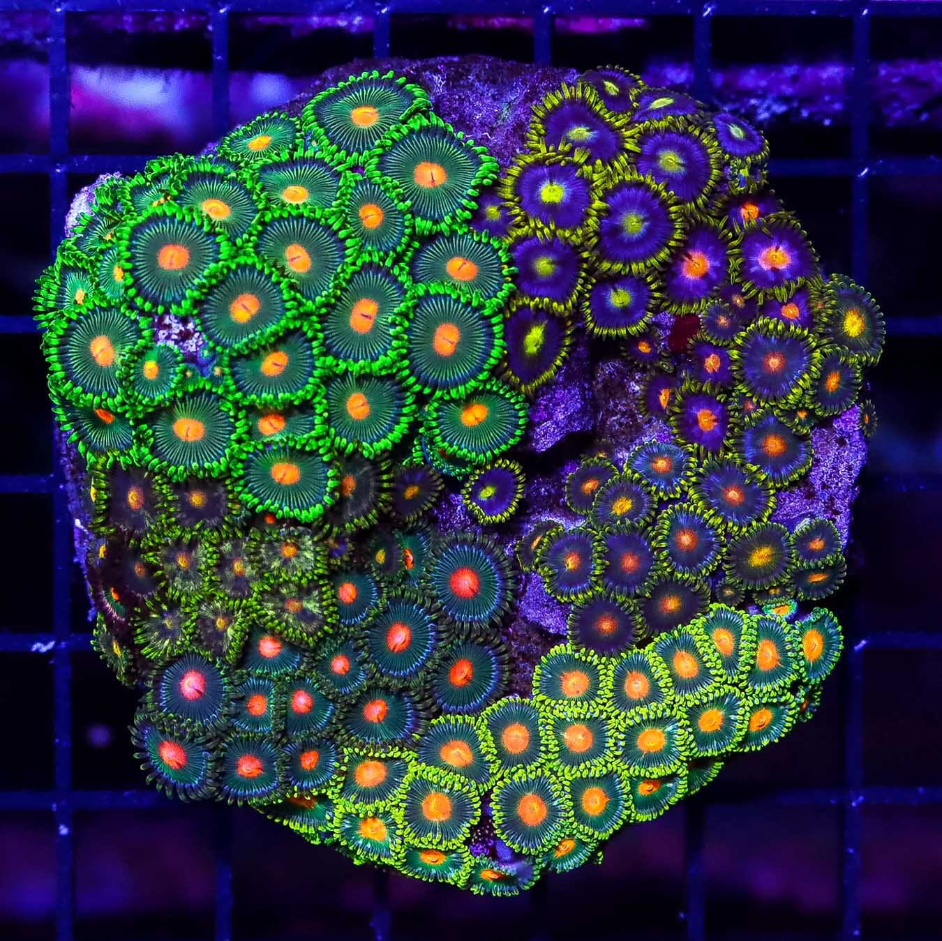 Absolutely Outstanding Zoanthids Combo - Daylight Photo